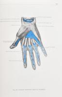 Kiss Ferenc - Szentágothai János: Az ember anatómiájának atlasza I-III. köt. Bp., 1971., Akadémiai. ...