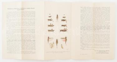 Felhívás a kártékony sáskák állandó megfigyelésére kihajtható nyomtatvány litografált képpel 60x27 cm