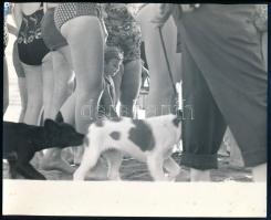 cca 1980 Feri Lukas, Londonban élt és dolgozott magyar fotográfus pecsétjével jelzett vintage fotó, 20,5x25 cm