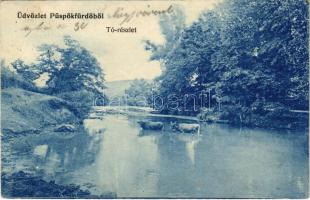 1907 Püspökfürdő, Szentlászlófürdő, Baile 1 Mai (Nagyvárad, Oradea); ökrök a tóban. Helyfi László kiadása / oxen in the lake (EK)