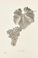 Csepregi Pál - Zilai János: Szőlőfajtáink. Ampelográfia. Bp., 1960, Mezőgazdasági Kiadó. Második, át...