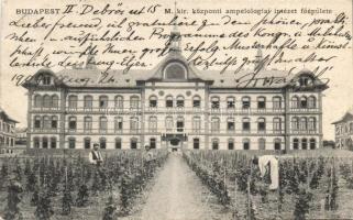 Budapest II. kir. központi ampelológiai intézet Kitaibel Pál utca