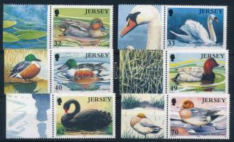 Wild ducks, swans set, Vadkacsák, hattyúk ívszéli sor ívszéli jelzésekkel