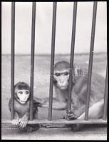 cca 1930-1940 Szendrő István (1908-2000): Majmok rács mögött, pecséttel jelzett fotó, sarkán törésnyom, 17,5×21 cm