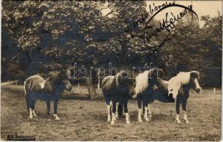 1901 Shetland-i Pónilovak. K.V. Budapest / Shetland Pony horses. photo (EB)