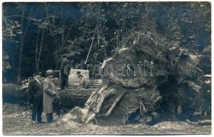 Temesvár, Timisoara; vihar által kidöntött óriás fa gyökerei. Foto Petrovits II. Str Dacilor 11 13 / giant tree felled by a storm. photo