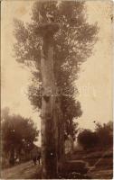 Méretes fa gólyafészekkel és gólyákkal / tree with storks and nest. photo (fl)