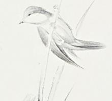 Richter Ilona (1928-): Madárka. Lavírozott tus, papír, jelzett, paszpartuban. 22x10,5 cm