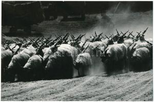 cca 1989 Vincze János (1922-1999) kecskeméti fotóművész hagyatékából, feliratozott vintage fotóművészeti alkotás (Rackanyáj), ezüst zselatinos fotópapíron, 15,1x23 cm