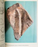 Géczy Barnabás: Őslénytan. Bp.,1989, Tankönyvkiadó. Harmadik kiadás. Fekete-fehér és színes képekkel...