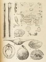 Géczy Barnabás: Őslénytan. (Kézirat). Eötvös Loránd Tudományegyetem Természettudományi Kar. Bp.,1990...