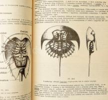 Géczy Barnabás: Őslénytan. (Kézirat). Eötvös Loránd Tudományegyetem Természettudományi Kar. Bp.,1990...