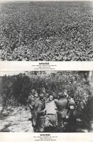 cca 1970 ,,Napraforgó" című olasz - francia film jelenetei és szereplői, 3 db vintage produkciós filmfotó ezüst zselatinos fotópapíron, a használatból eredő (esetleges) kisebb hibákkal, 18x24 cm