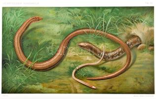 cca 1910-1920 [Méhely Lajos (1862-1953)]: Hüllők, 4 db színes litográfia. In: Herpetologia Hungarica...