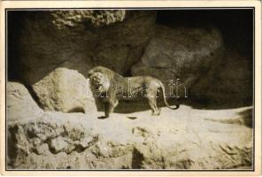 Budapest XIV. Állatkert, hím oroszlán a barlangban. Székesfővárosi állatkert kiadása