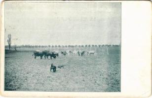 Hortobágy (?), tehenek, magyar folklór (kopott sarkak / worn corners)