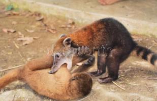 Állatokat ábrázoló vegyes régi és modern fotók, 40 db