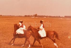 Állatokat ábrázoló vegyes régi és modern fotók, 40 db