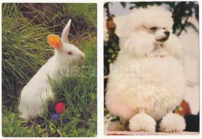 50 db MODERN állatos képeslap / 50 modern animal motive postcards