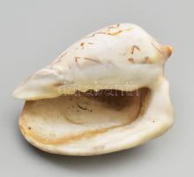 Kagyló, festett, kilyukasztva felakasztáshoz 16 cm