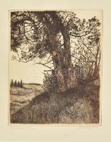 Scultéty Éva (1917-2001): Vörösfenyő. Rézkarc, papír, jelzett, számozott (68/100), 24×19 cm