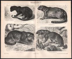 11 db állatokat ábrázoló melléklet a Pallas Lexikonból