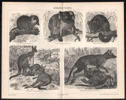 11 db állatokat ábrázoló melléklet a Pallas Lexikonból