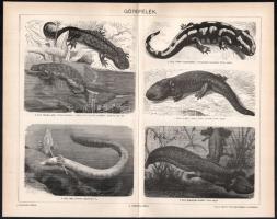 11 db állatokat ábrázoló melléklet a Pallas Lexikonból