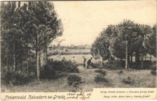 1908 Grado, Pinienwald Belvedere bei Grado. Fotogr. artist. Atelier Hesz u. Wessely. Verlag Fratelli Grigolon u. Francesco Giorda (EK)