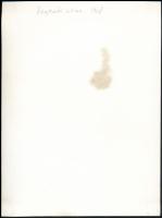 1968 Segesvári (Erdély) utca, fotó szép állapotban, 23,5×17 cm