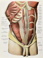 Dr. Joh[annes] Sobotta : Atlas der deskriptiven Anatomie des Menschen. I-II. Abtheilunge. I. Abtheil...