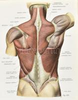 Dr. Joh[annes] Sobotta : Atlas der deskriptiven Anatomie des Menschen. I-II. Abtheilunge. I. Abtheil...
