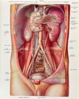 Dr. Joh[annes] Sobotta : Atlas der deskriptiven Anatomie des Menschen. I-II. Abtheilunge. I. Abtheil...