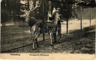 1909 Strasbourg, Strassburg; Orangerie-Wildpark / deer park (EK)