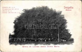 Senigallia, Olmo di Lando detto Olmo Bello (EB)