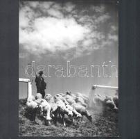 cca 1930-1940 Szendrő István (1908-2000): Hortobágy, csikós lovakkal, 1 db pecséttel jelzett fotó, 17×23,5 cm
