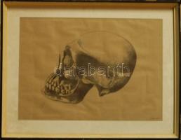 Tóth Tibor (1942-): Koponya, ceruza-papír, szignált, keretben 50x38 cm