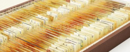 Orvosi laborminták üveglapokon, "Anatómia Szeged, Hungária" felirattal (Szegedi Orvostudom...