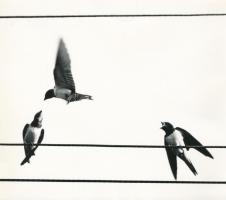 1970 Orbán József (1920-1980) tapolcai fotóművész ,,Szerelmi háromszög" című vintage fotóművészeti alkotása, feliratozva, ezüst zselatinos fotópapíron; a kép a Népművelési Intézet által, Dunaújvárosban megrendezett központi fotós alkotótelep (eredeti fotókat tartalmazó) albumából származik, 18x20,5 cm