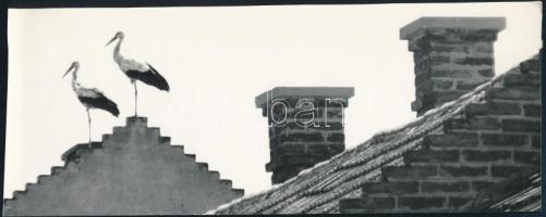 1969 Müller Ferenc (1931-2015) budapesti fotóművész által aláírt, vintage fotóművészeti alkotás (Gólyák a városban), ezüst zselatinos fotópapíron; a kép a Népművelési Intézet által, Gyulán megrendezett központi fotós alkotótelep (eredeti fotókat tartalmazó) albumából származik, 8,5x21,5 cm