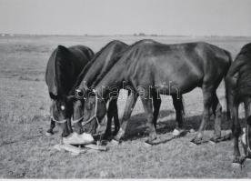 cca 1929 ,,Paci nyalci-falci&quot; - sótömb kihelyezése a ménes legeltetésének helyszínén a Hortobágyon, Kerny István (1879-1963) budapesti fotóművész hagyatékából 1 db modern nagyítás, 15x21 cm