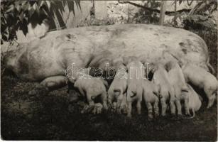 Koca a malacaival / sow pig with her piglets. photo (EK)