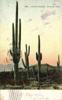 Tucson Cactus Forest (Eb)