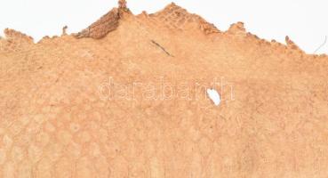 Kígyóbőr, cca 160x30 cm, feltekerve, kopásokkal