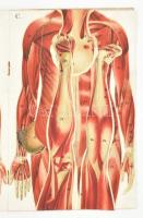 cca 1900-1910 Anatomisch zerlegbares Modell des Weiblichen Körpers. / A női test anatómiája, 8 db ré...