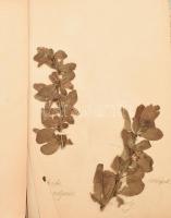 1906-1907 Növénygyűjtemény (herbárium), a gyűjtőlapokon fellelési hely, magyar és latin elnevezés, d...