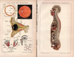 cca 1900 15 db anatómia témájú nyomat a a Brockhaus lexikon 14. kiadásából, 17x25 és 25x31 cm