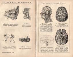 cca 1900 15 db anatómia témájú nyomat a a Brockhaus lexikon 14. kiadásából, 17x25 és 25x31 cm