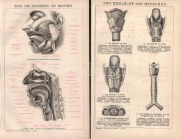 cca 1900 15 db anatómia témájú nyomat a a Brockhaus lexikon 14. kiadásából, 17x25 és 25x31 cm
