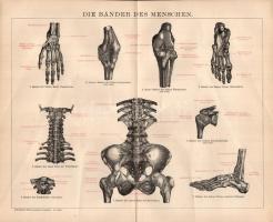 cca 1900 15 db anatómia témájú nyomat a a Brockhaus lexikon 14. kiadásából, 17x25 és 25x31 cm